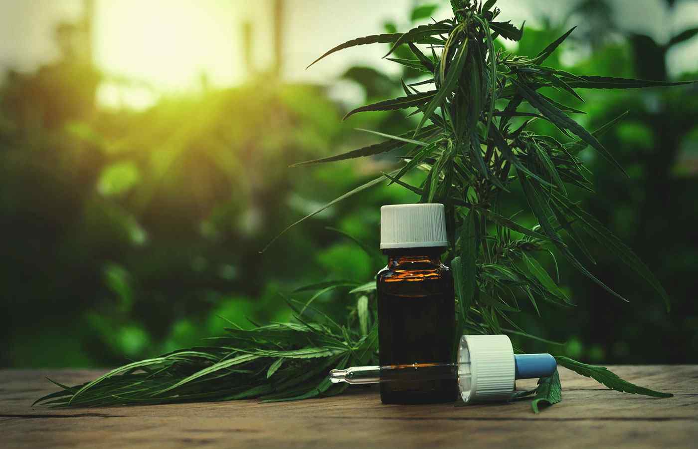 cannabidiol oil extracted from cannabis plants