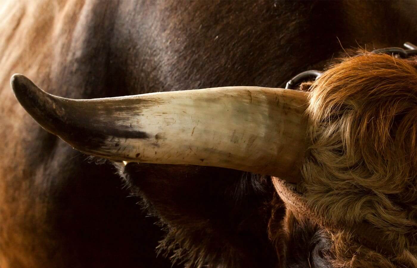 The horn of a large brown bull
