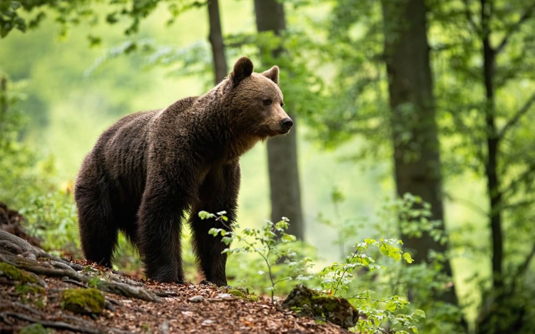 Can the AFC Energy share price bounce back in 2022?