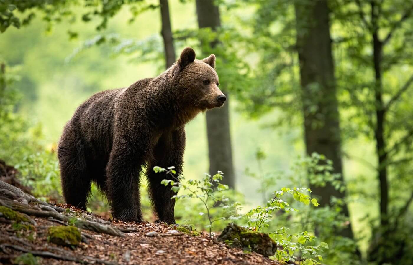 A young brown bear looking into the forest for food