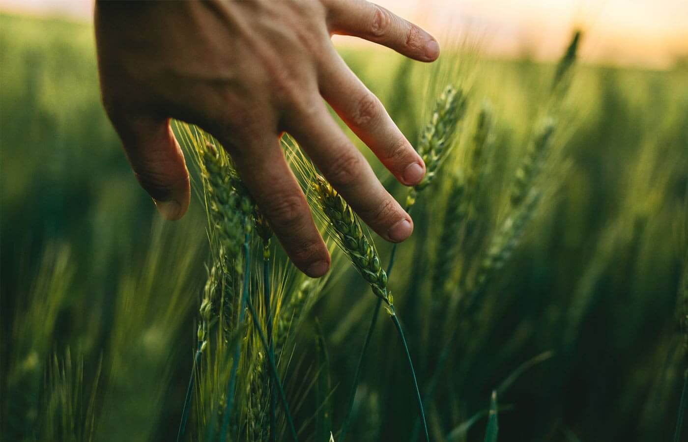 A farmer touching the wheat growing in a field