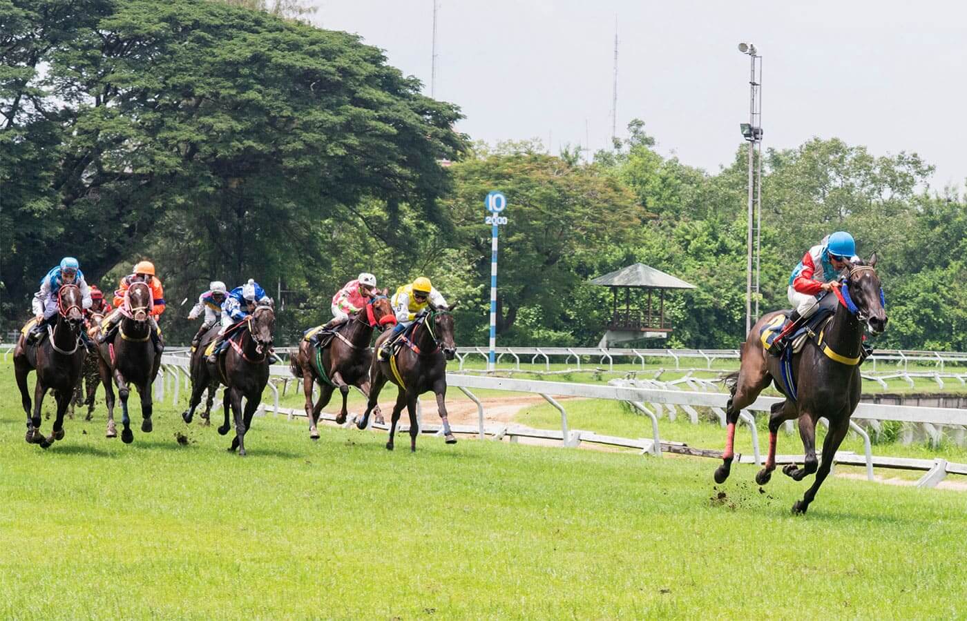A high speed horse race with a jockey in the lead