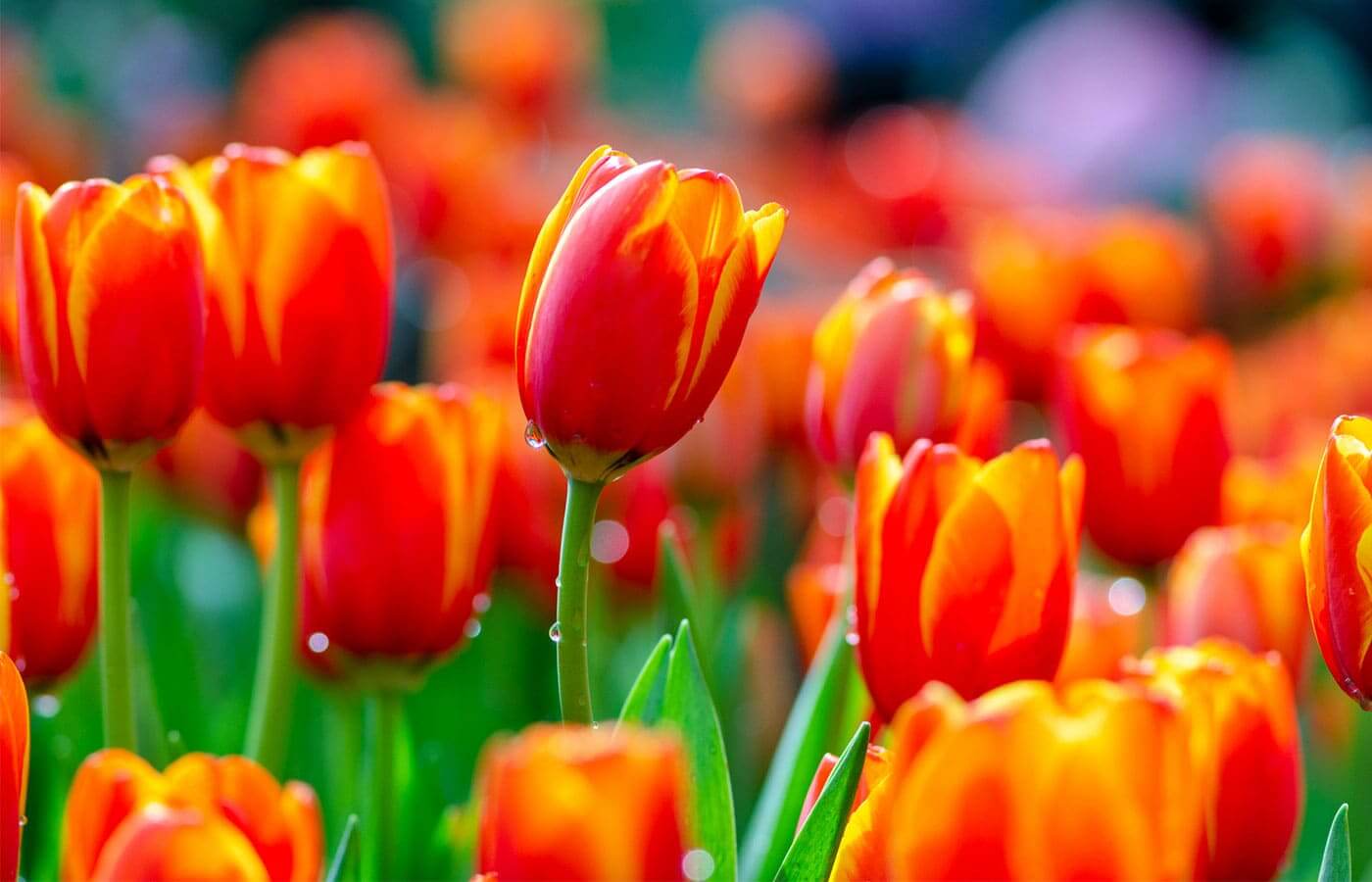 A close look at red and yellow tulips on a rainy day