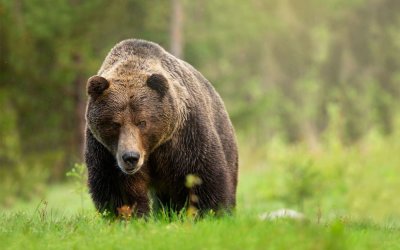 What Is a Bear Market, and How to Invest During One