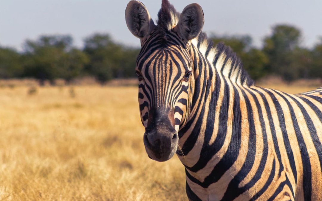 Can The Savannah Resources Share Price Continue To Surge In 2023?