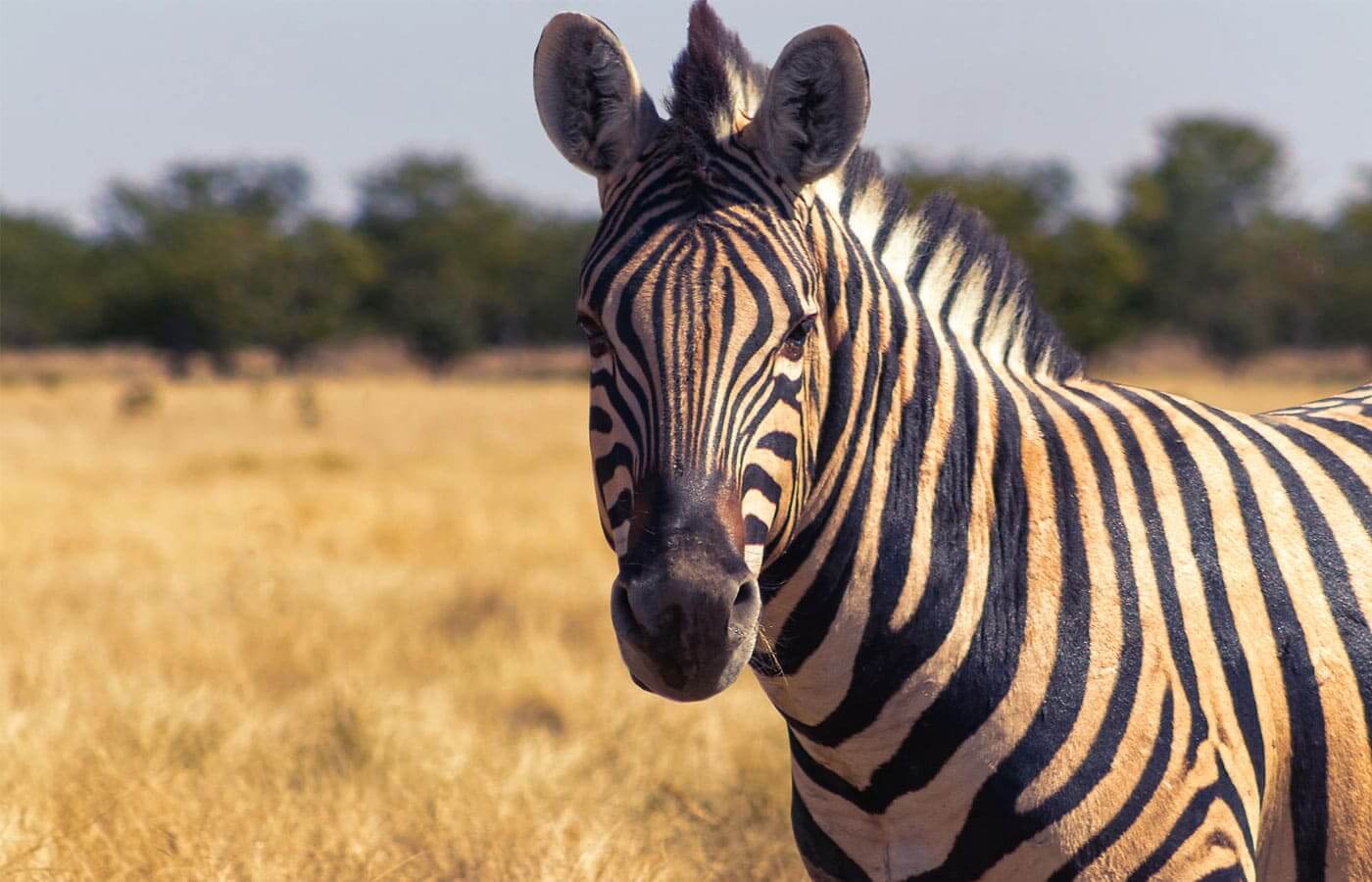 Wild zebra staring into the distance